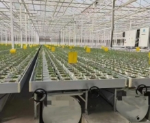 通风式潮汐苗床