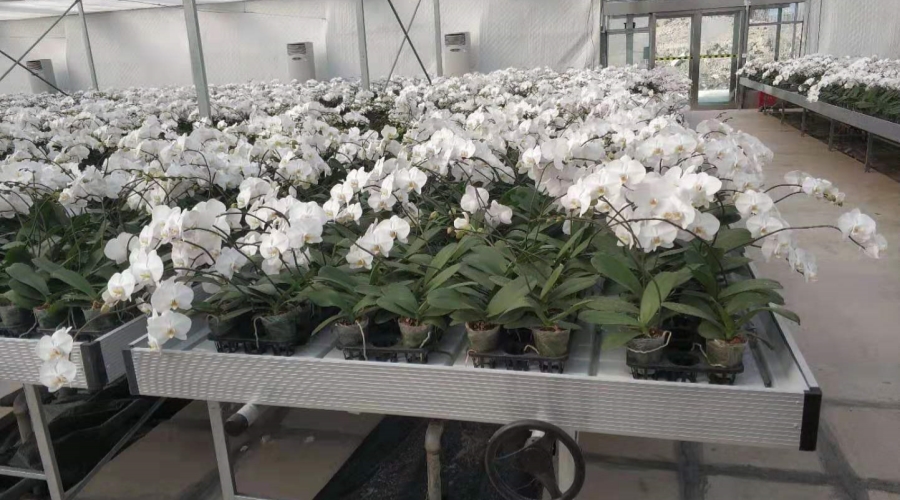 花卉潮汐苗床 潮汐苗床 .jpg